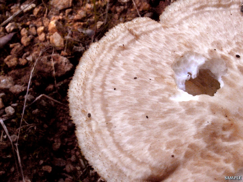 Polyporus tuberaster